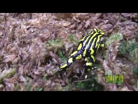 Saving the Corroboree Frog