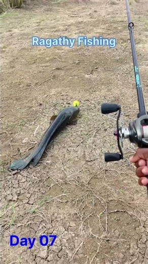 Day 07 || Snack Heads Fish 🎣 | விரால் மீன் | big size #ragathyfishing #fishingreels