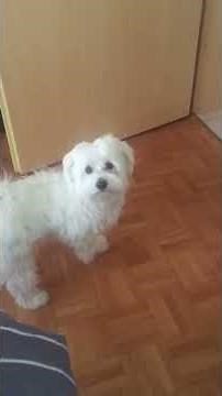 Maltese Puppy barking