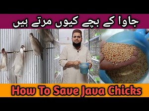Self Feed Fawn Java Chicks | Java kay Bachon ko Marnay Se Bachao #petsbysbz #birdsdoctor