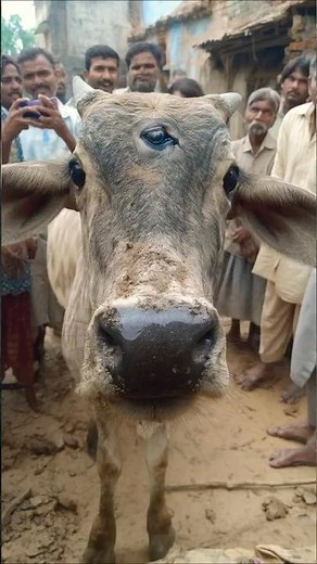 Mutant Cows With Three Eyes Startle Rural Indian Farmers