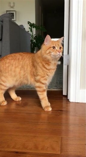 CWC Training Camp Day 3 Superkick 🦵⚡#wwe #superkick #training #cat #boxing #shorts #reflexes