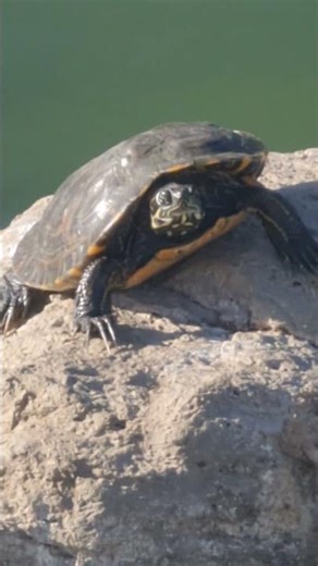 Cute and lazy River Cooter is staring at you