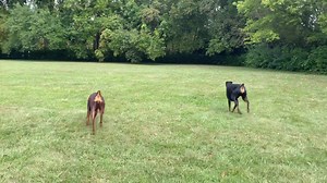 Moose and Dakota 朗 | Kennel Des Les Anges | Facebook