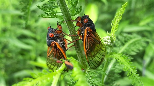 Cicada map 2025: Where are they? When do cicadas go away? Here's how long they will be around