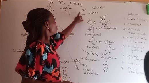 The TCA Cycle: Step by Step Explanation! #biochemistry #biochemistrytutor #biochemistrytutorial #scienceeducation #everyoneactive #followers #highlight | Julsummit Biochemistry Hub