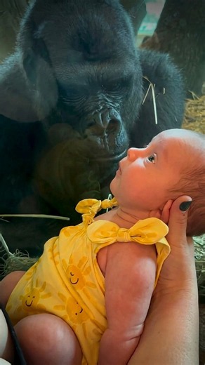 What Happened When This Gorilla Saw a Baby? 🥹🦍