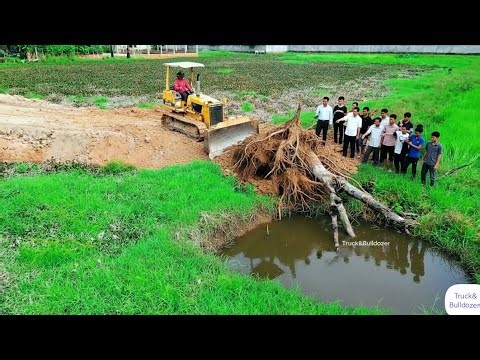 Amazing New Complete PROJECT! Power Bulldozer Pushing tree roots into pond And dump truck unloading