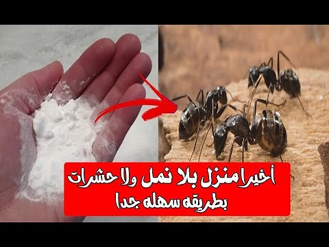 ٩ طرق لطرد النمل من المنزل يختفي النمل نهائي من أي مكان تضع فيه هذه الوصفات المُجربة