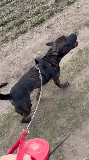 Dogs don’t like joggers