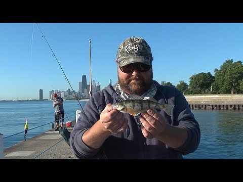 Lake Michigan Perch