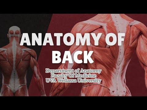Anatomy of the Back | Overview