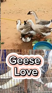 324K views · 773 reactions | African geese #chicken #bird #birdwatching #Amazing #facebookreel #fyp #reel #foryoureel #birdwatching #reelsviralシ #pets #viralreelsfb #virals #chicken | Soul Of Birds | Facebook