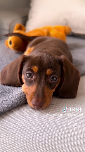 Adorable Dachshund Puppy Moments to Melt Your Heart