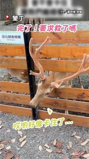 【工讀生出來喔】梅花鹿柵欄縫探頭等餵食！下秒聰明喬角度把頭跟鹿角縮回去 #Shorts