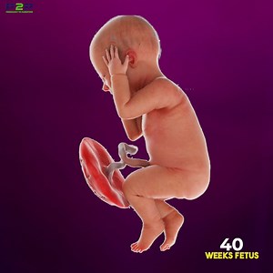 40-week fetus ready to meet the world!👶✨ #Pregnancy #pregnancyjourney #PregnancyToParenting | Pregnancy to parenting