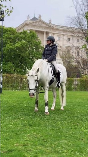 Breakfast of champions for the Lipizzaner stallions in downtown Vienna, Austria. #lipizzaner