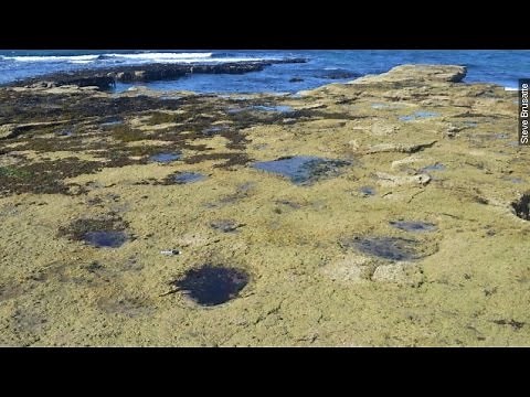 Yes, These Are Huge Dinosaur Tracks In Scotland; No, It's Not Nessie - Newsy