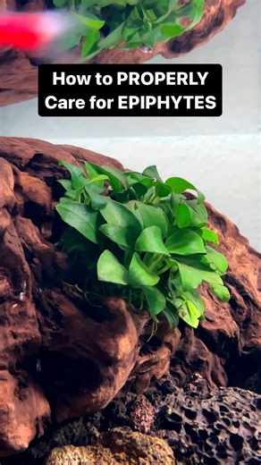 Drop your epiphytic plant tips 👇 Epiphytes like Buce, Anubias, and Java Ferns are some of the most commonly seen types of plants in the aquascaping hobby 🌱 They, however, cannot be planted into substrate like your typical plants. Be sure to leave rhizomes uncovered then keep them in low to medium lighting 👍 Everything from BucePlant.com 🌿 #aquaticplants #aquariumplants #epiphyte #bucephalandra #anubias #lowtechtank | Buce Plant
