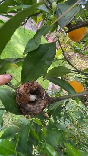 There’s a little hummingbird nest on my orange tree. #Hummingbirdlove #hummingbird #reel #animals #videobird #viral #bird #nature #animais | Hummingbird Love