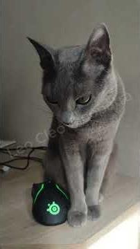 Cute Cat Watches the Mouse, Then Calmly Crouches Down #cute #cutecat #funny #funnycat