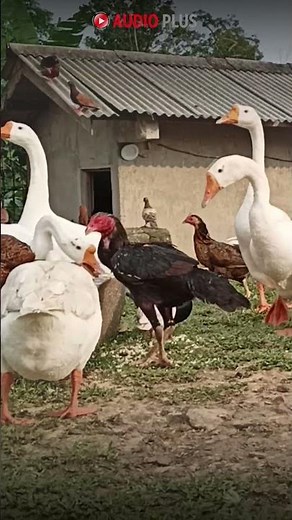 Goose Feeding Call #shorts #goosesound