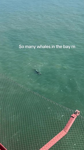 Whale Sightings in San Francisco Bay Area