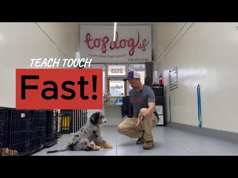 How to Teach Your Dog to Touch | Puppy & Dog Training Made Easy