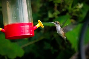 When do hummingbirds leave Ohio? When to take down feeders. See map, migration tracker