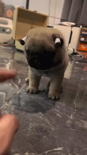 58K views · 1.9K reactions | So cute.. #pug #puglove #puppy | Marie A. Cox | Facebook