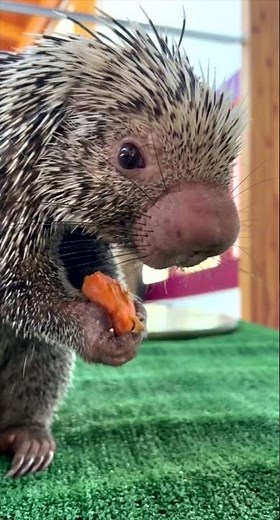 Rico Celebrates Sweet Potato Day - Cincinnati Zoo #shorts