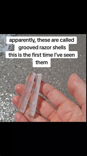 this is the first time I've seen grooved razor shells 🐚 Lido, Venice #venice #lido #shell #beachvibes