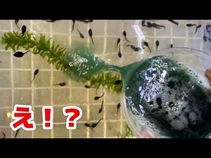 [What will they eat?] If you put green juice in an aquarium with 1,000 tadpoles...