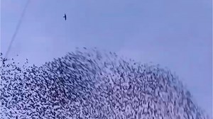 Des images spectaculaires d'un faucon pèlerin attaquant une nuée d'étourneaux