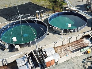 Growing pains as companies try to move fish farms from ocean to land