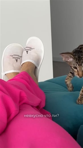 Жизнь Ориентального кота Гоши on Instagram: "Горох пробует все на зуб 🦷 Буквально. Всё."