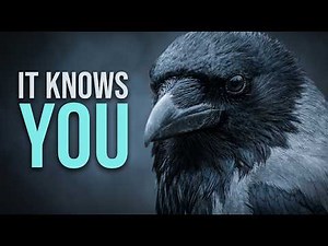 The Crow That Knows Your Face