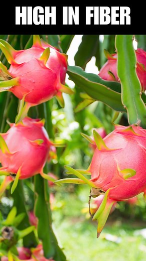Benefits of Dragon Fruit Delve into the nutritious wonders of dragon...