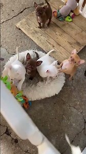 Cute & Playful Chihuahua Puppies Playtime! 🐾 Chihuahua Hub