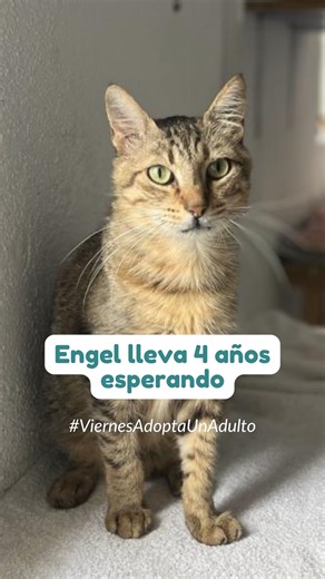 Fundació Silvestre on Instagram: "Si alguien nos dijera que quiere adoptar el gato que más lo necesite, sin importar edad o condiciones de salud… Le presentaríamos a Engel. Engel es el mejor gato del mundo, es tan bueno, tan dulce, tan cariñoso… Tiene unos 7-8 años y lleva casi 4 en el refugio. Cuando entras a la zona común viene corriendo a saludarte, le encantan los mimos, estar en brazos, que lo peinen, la comida, hacer croquetas… Es un sol. Aunque es positivo en calicivirus, no tiene dientes