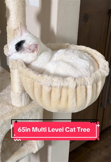 My cats LOVE this 65 inch tall multi level cat tree from @HOOMIC and I bet your cats will, too!! #catsoftiktok #cattree #tiktokshopforcats #catproducts #kitty