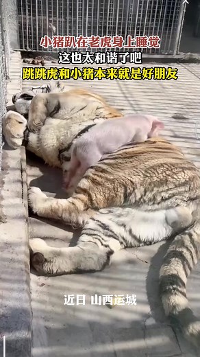 Tiger and Piglet: Surprising Friendship in the Animal Kingdom