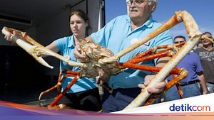 Kenalan dengan Kepiting Laba-laba Jepang, Krustasea Terbesar di Bumi