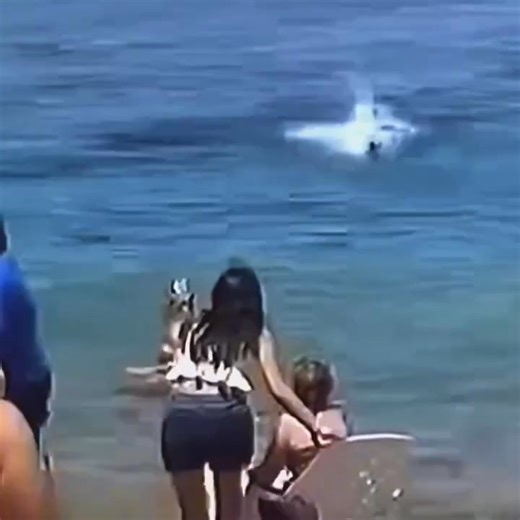 LEGEND LOST Iconic actor has died today after being mauled to death in a shark attack. the video is hard to watch See In Comments | Life With God | Facebook