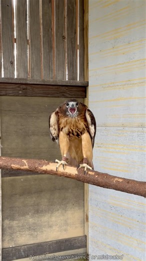You never know where a bald eagle will show up 🦅😲#baldeagle #chaos #dramatic #cute #funny