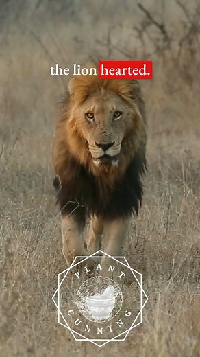 Pam Montgomery talks about how Motherwort is stepping up to help lend courage in 2025. #herbalallies #herbalism #plantspiritherbalism #plantspirithealing #motherwort #herbs #herbsforanxiety #plantcunning #plantcunningpodcast #pammontgomery | Plant Cunning Podcast