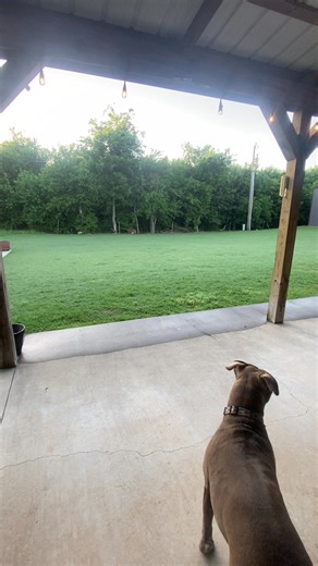 barrettdirt1980 (@barrettdirt1980)’s videos with Andy Griffith Theme - Shindig Society