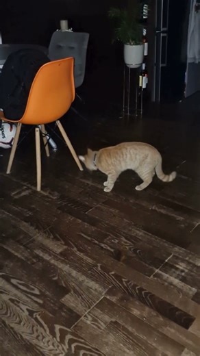 Funny Cat Fights Compilation, Silly Cats Arguing for No Reason #funnycats #animals, #cats