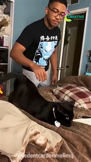 84K views · 1.5K reactions | My cat walks like she pays rent. | Creative Company | Facebook