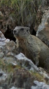 745K views · 8.3K reactions | HAPPY GROUNDHOG DAY! Groundhog Day is a...